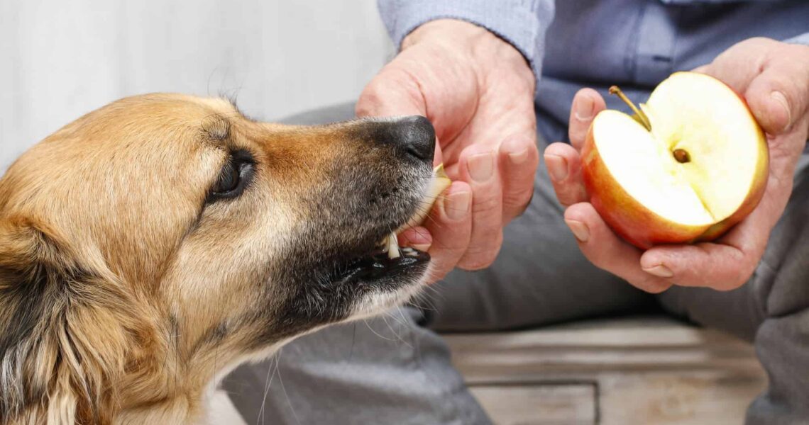 7 Human Foods That Can Be Fatal to Dogs